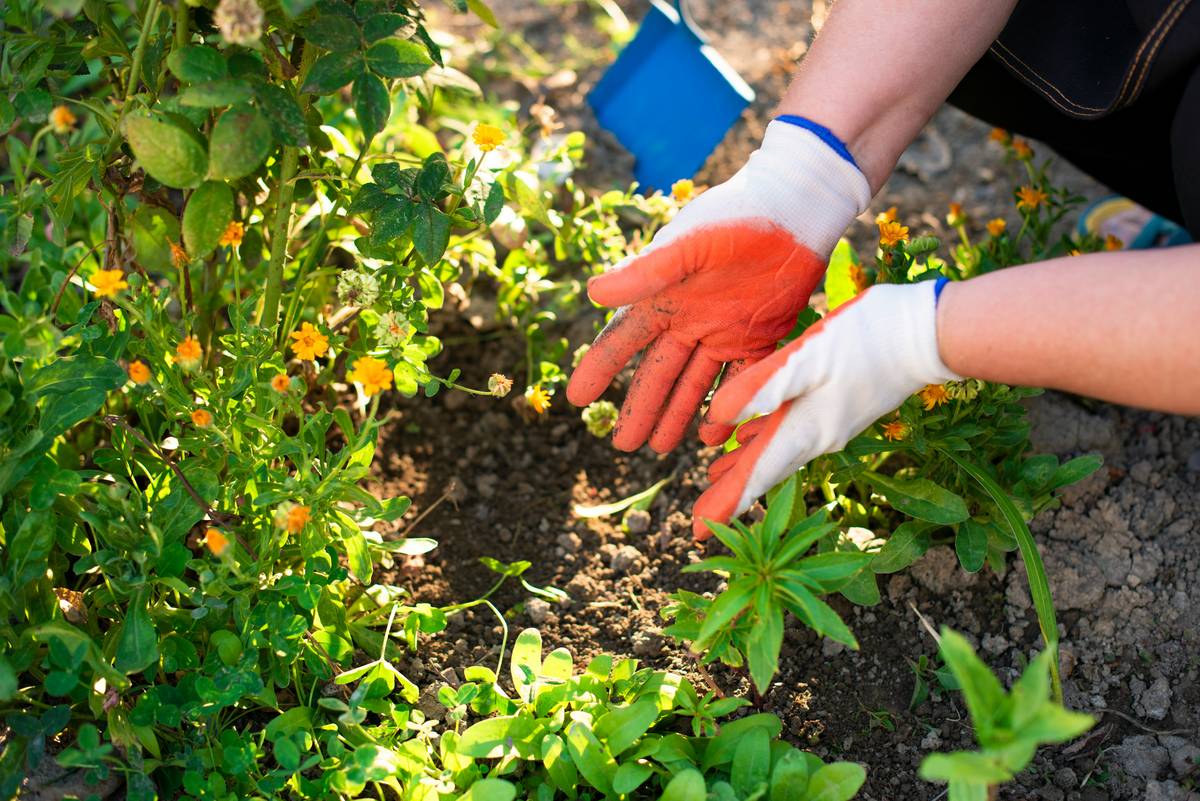 Close-up of non toxic garden gloves made from natural rubber and organic cotton, resting on soil beside tomato plants
